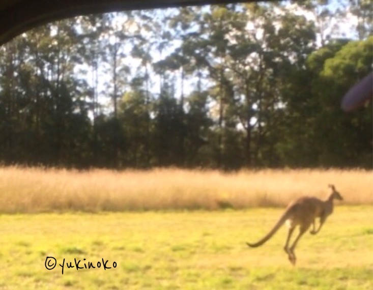 野生のカンガルー1匹が野原で飛び跳ねている