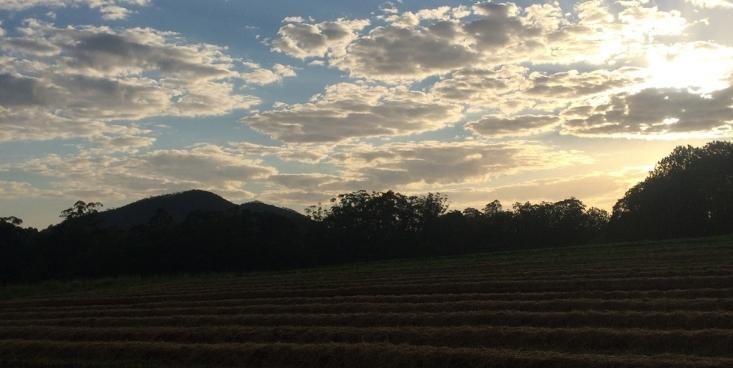 農場の畑と夜明けの空