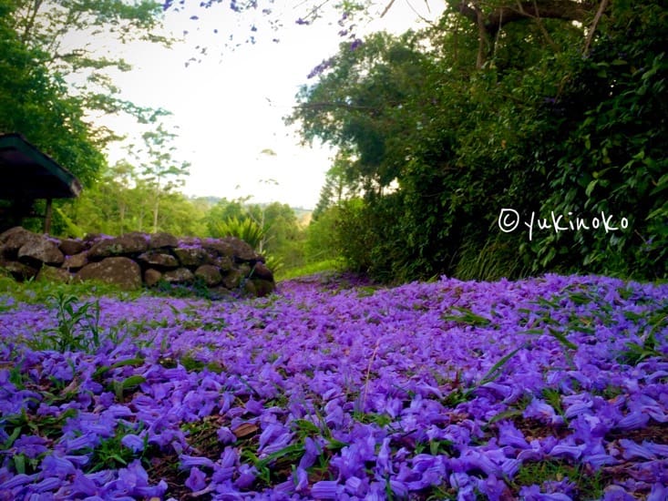 地面一面にジャカランダの紫色の花びらが広がって積もっている