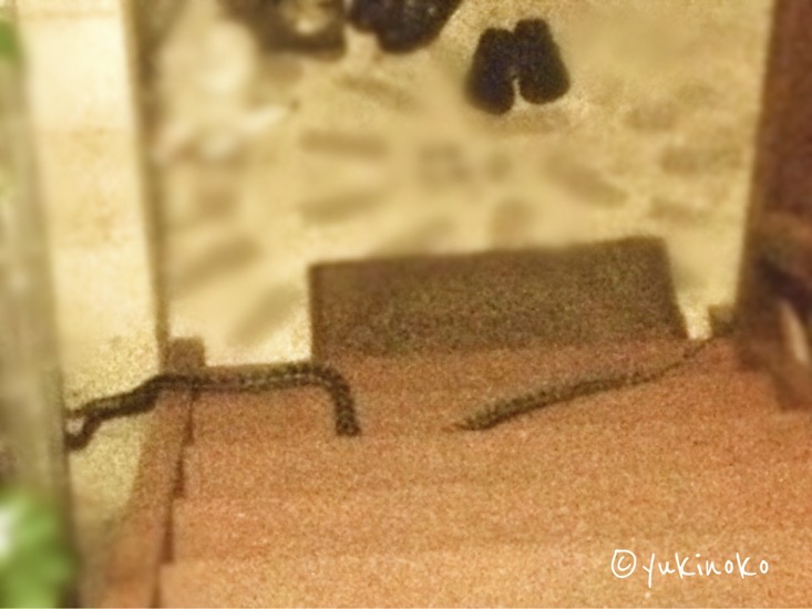 2・5メートル程の蛇が階段下の玄関で這って通っている様子を階段の上から撮影したもの