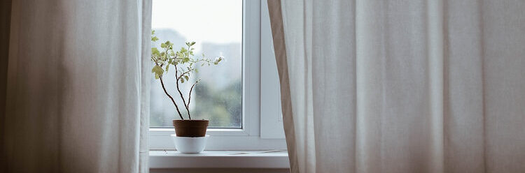 窓際に置かれた植物の植木鉢と薄いカーテン