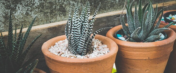横に並んだサボテンの植木鉢