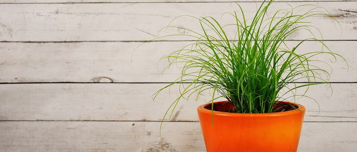 白い木の床と壁の場所に植物が植えられた植木鉢が1つ