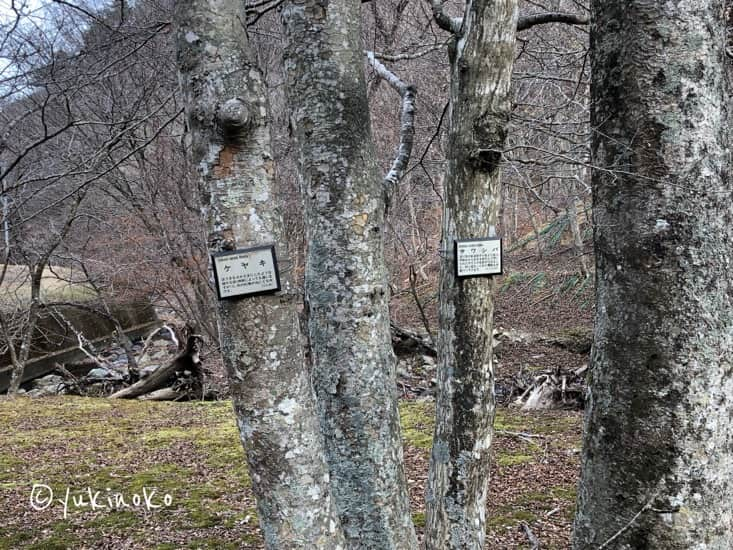 木が4本写っていて、2本に看板が付いている