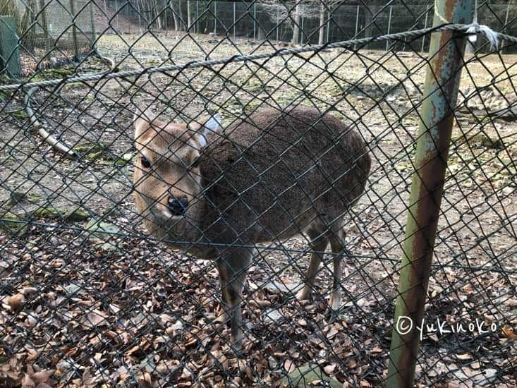 フェンス越しに中央に鹿が見える